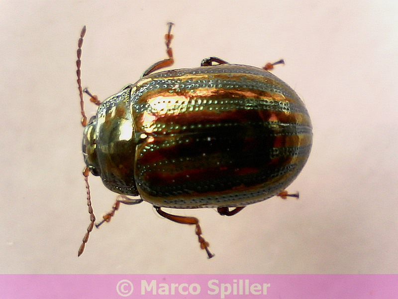 Chrysolina americana